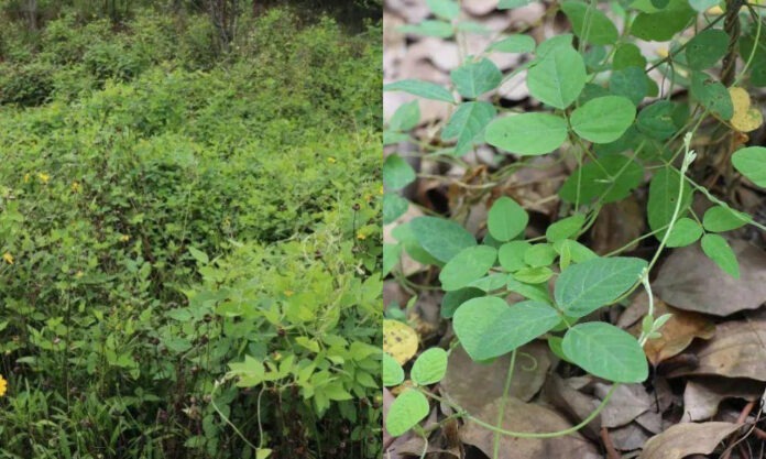 The Nanjinger - 200 Square Metres of Wild Soybeans in Liyang is Changzhou’s Biggest Ever Discovery