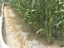 The Nanjinger - Corn:Frog Symbiosis; Farmer in Suqian Unlocks New Way to get Rich