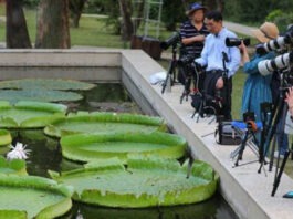 The Nanjinger - People Rush from All Around to see Giant Waterlily Victoria Amazonica Blooming in Nanjing
