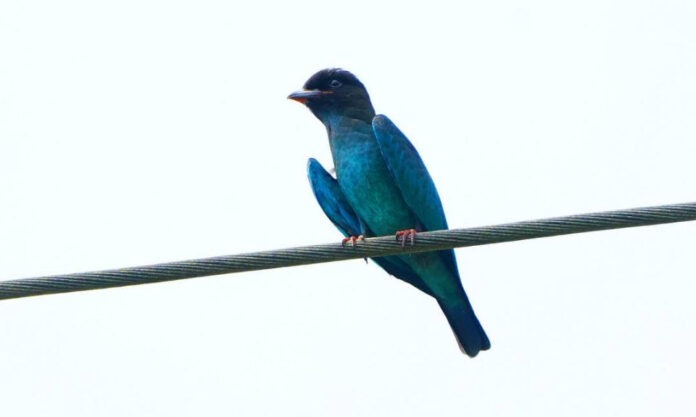 The Nanjinger - Roller Rarity Turns up in Nanjing to Birdwatchers’ Delight