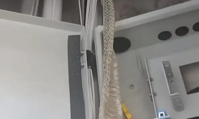 The Nanjinger - Snake Goes AWOL in Nanjing after Shedding 3 Metre Long Skin