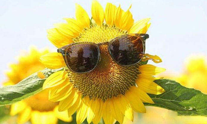 The Nanjinger - 300,000 Sunflower Flowers Welcome National Day Tourists in Nanjing