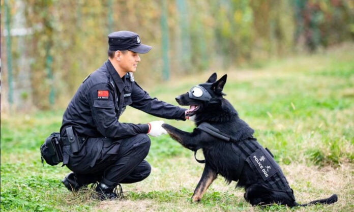 The Nanjinger - National Day becomes Retirement Day for Injured Nanjing Police Dog