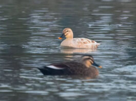 The Nanjinger - Extremely Rare Albino Spot Billed Duck Spotted in Lianyungang