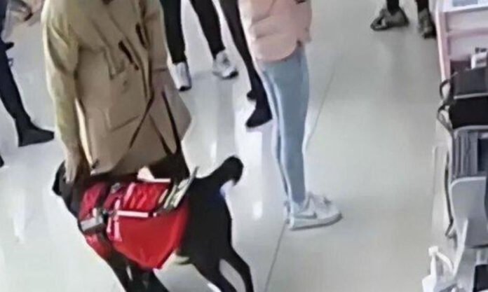 The Nanjinger - 2 Patients with Guide Dogs Refused Entry to Hospital in Nanjing