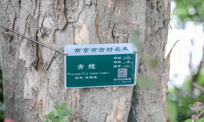 The Nanjinger - Nanjing Tops in Tree Census, with 2,082 Trees Classified as Ancient or Famous