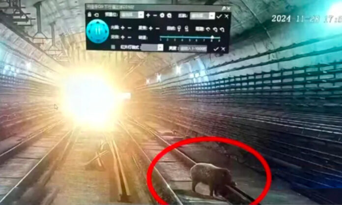 The Nanjinger - Wild Boar Incursion Nanjing Metro Line 1; Authorities Investigate