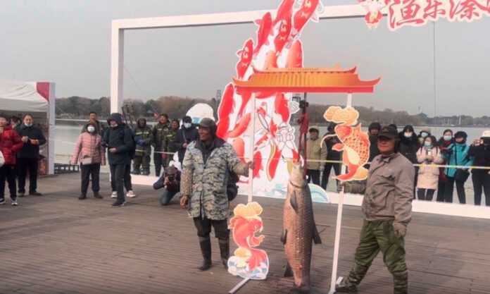 The Nanjinger - 44KG Herring Sold crowned King of Fishing Festival Sold for ¥60,000 in Taizhou