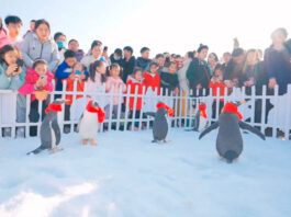 The Nanjinger - Popularising Penguin Knowledge! Snow & Ice World Trends in Huai’an