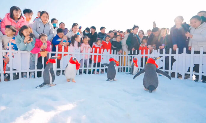 The Nanjinger - Popularising Penguin Knowledge! Snow & Ice World Trends in Huai’an