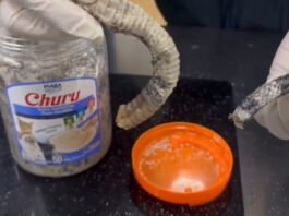 The Nanjinger - 1.2KG of Pickled Rattlesnake Tails Seized by Customs in Nanjing