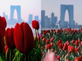The Nanjinger - Crowds Flock to Take Photos by Sea of Tulips in Suzhou