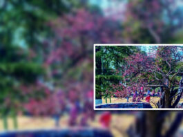 The Nanjinger - Oldest Plum Blossom Tree in Nanjing Now in Full Bloom; Head to Xuanwu Lake!