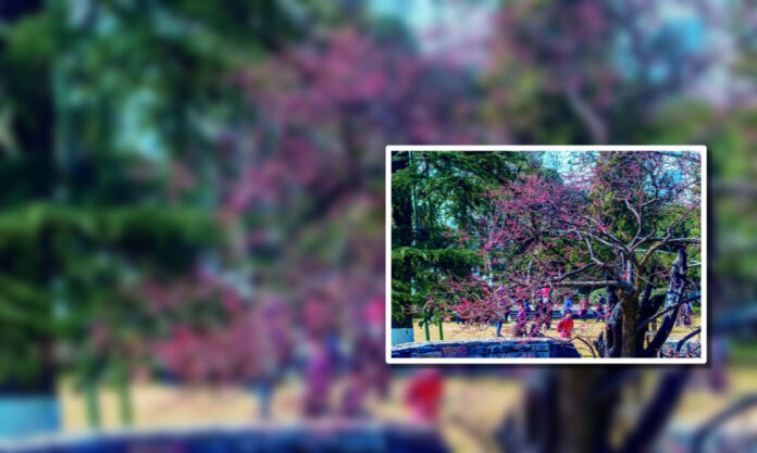The Nanjinger - Oldest Plum Blossom Tree in Nanjing Now in Full Bloom; Head to Xuanwu Lake!