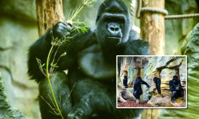 The Nanjinger - Gorillas! Who wants to Go See Nanjing Zoo’s Newly Arrived Primates?!