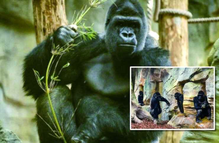 The Nanjinger - Gorillas! Who wants to Go See Nanjing Zoo’s Newly Arrived Primates?!