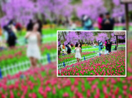 The Nanjinger - Splendid Spring Scenes come to Nanjing with Tulip Expo in Botanical Garden