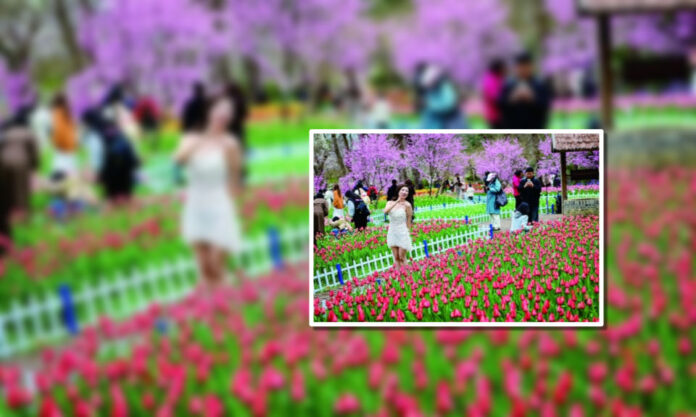 The Nanjinger - Splendid Spring Scenes come to Nanjing with Tulip Expo in Botanical Garden
