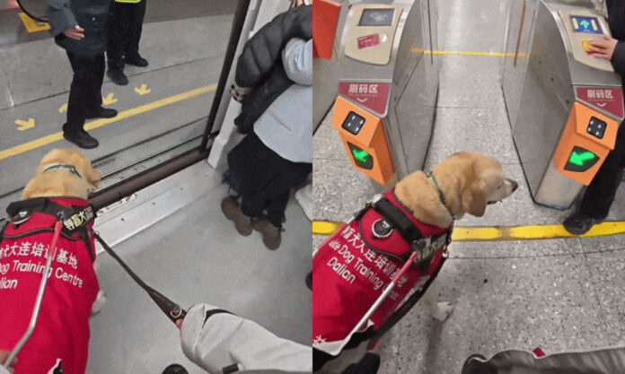 The Nanjinger - Bingo the Guide Dog goes Viral for Trip on Nanjing Metro for Medical Treatment