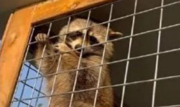 The Nanjinger - ¥5,000 Reward Offered to Trace Eloping Young Racoon Couple in Zhenjiang
