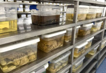 The Nanjinger - China’s Brain Banks Need Donors as Human Tissue Reveals Dementia Clues