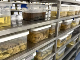 The Nanjinger - China’s Brain Banks Need Donors as Human Tissue Reveals Dementia Clues