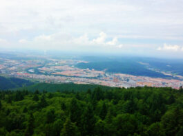 The Nanjinger - Yichun; the Forest Capital that Felled 270 Million Cubic Metres and Then Stopped