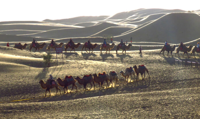 The Nanjinger - Zhongwei; Wolfberries, Gobi Melons and a Desert Held Back