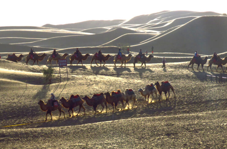 The Nanjinger - Zhongwei; Wolfberries, Gobi Melons and a Desert Held Back